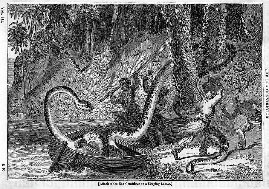 Reptile Drawing - A Sleeping Native Attacked By  A Boa by Mary Evans Picture Library