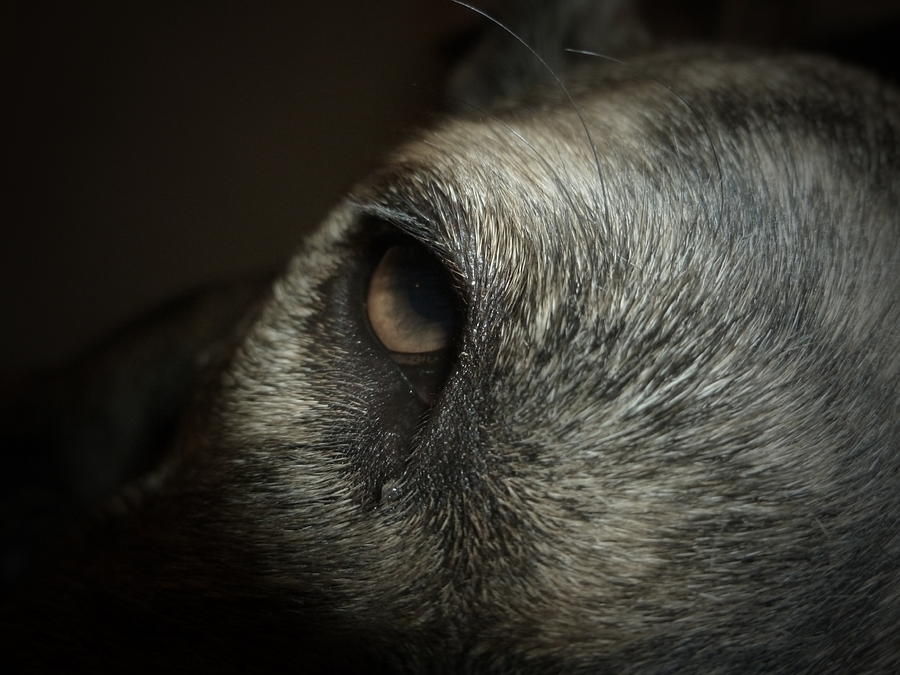 Dog Photograph - A Sleepy Dogs Eyes by Montana Wilson