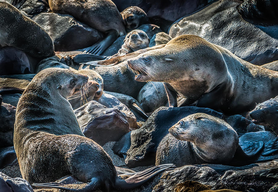 A Slippery Conversation - Fur Seal Photograph Photograph by Duane Miller