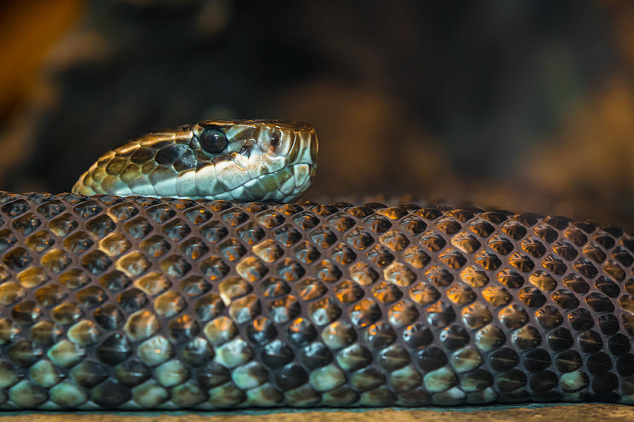 A Slithering Snake Photograph by NikonShutterman