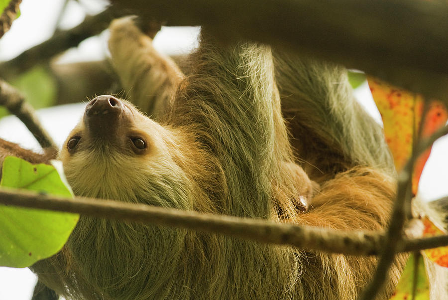 Wildlife Photograph - A Sloth Hangs From Tree Branches by Lacey Ann Johnson