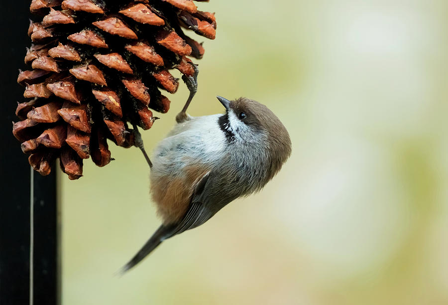 A Small Bird Clings To A Pine Cone Photograph by Doug Lindstrand