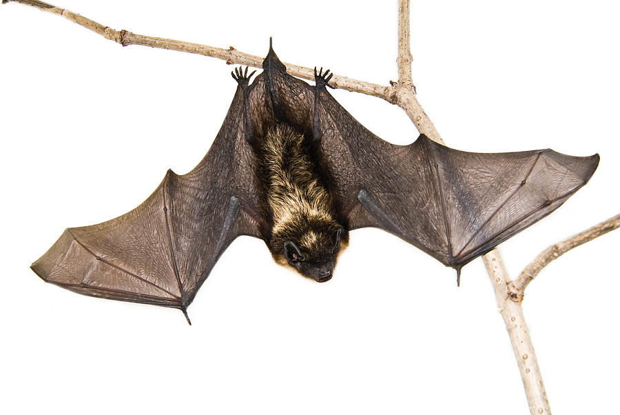 A small brown bat hanging upside down on a branch Photograph by -az- A small brown bat hanging upside down on a branch Photograph by -az-