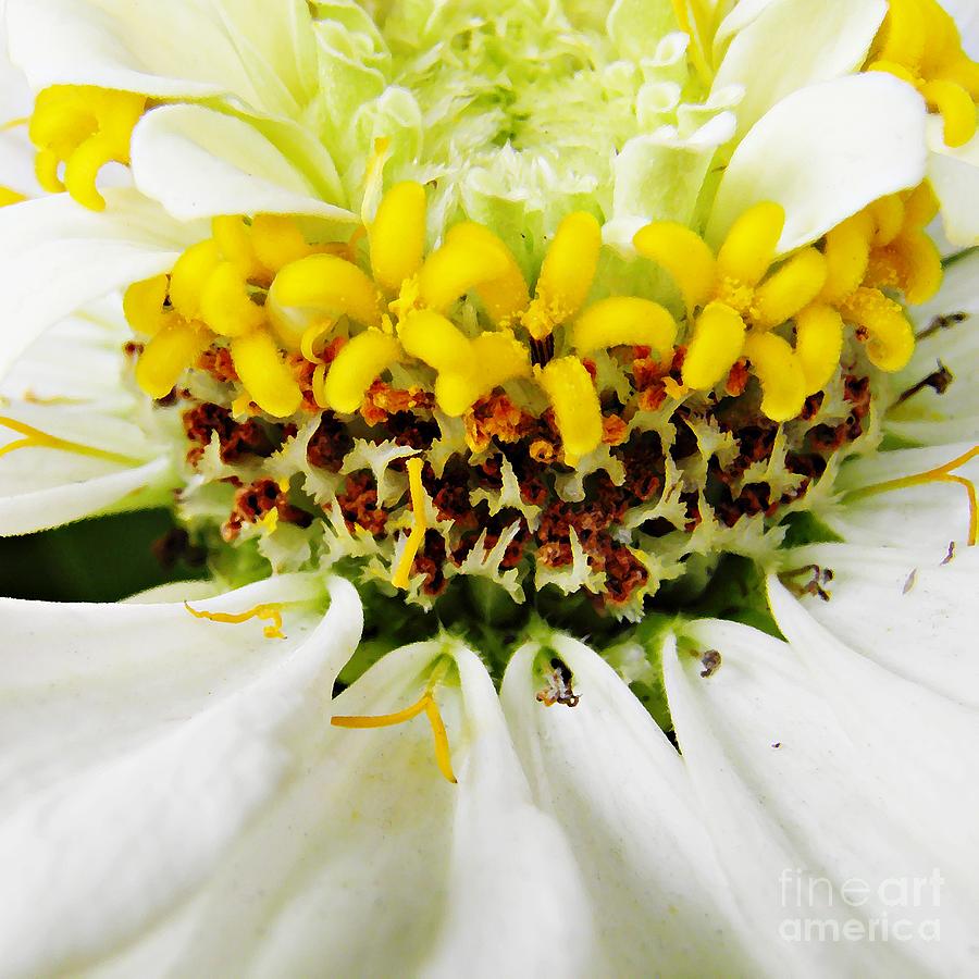 Flower Photograph - A Small Crown of Glory by Sarah Loft