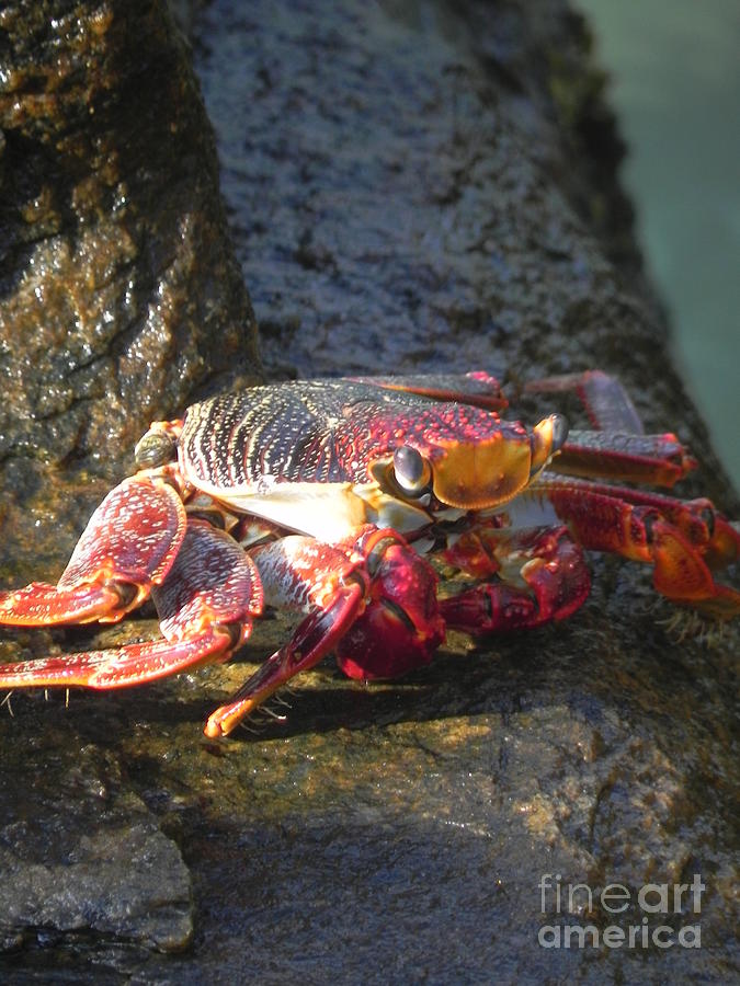 A Smilin Crab Photograph by Chrisann Ellis