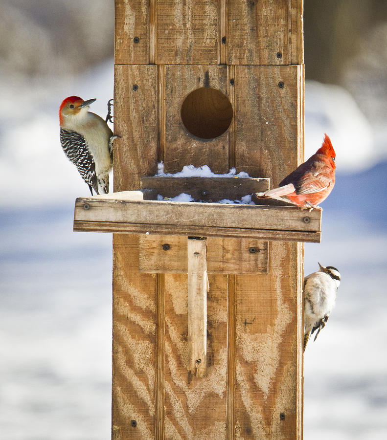 Canon Photograph - A Smorgasbord of Backyard Birds by Ricky L Jones Canon Photograph - A Smorgasbord of Backyard Birds by Ricky L Jones