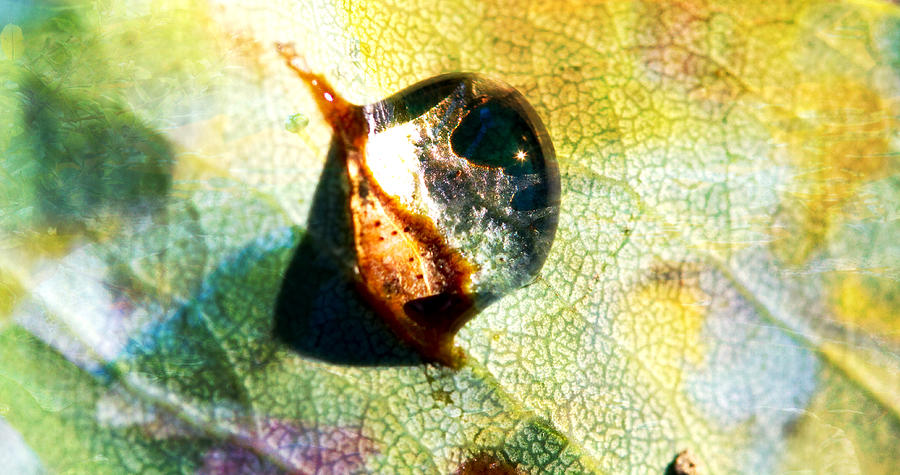 Fall Photograph - A Snail of a Droplet - Water Drop - Snail by Marie Jamieson