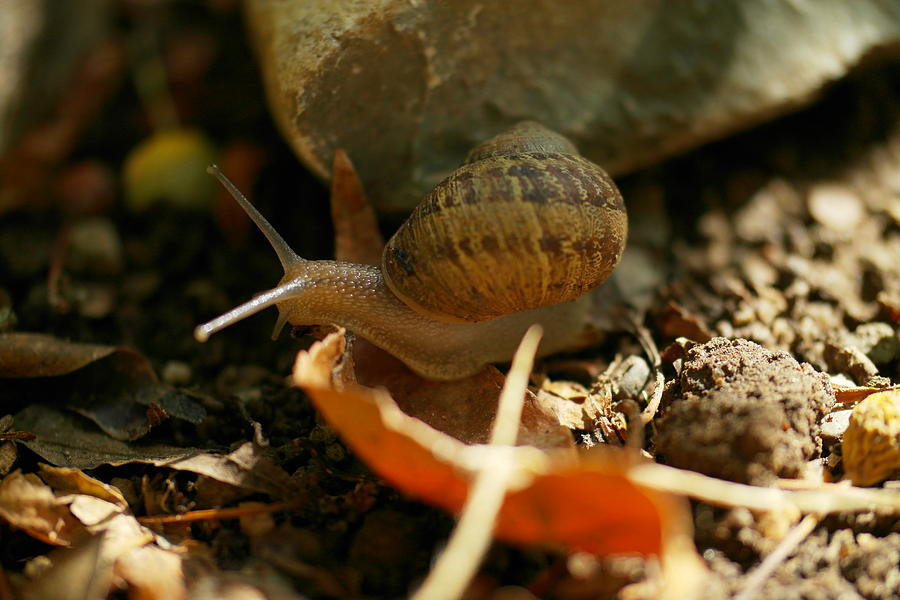 Shell Photograph - A Snail On The Move by Jeff Swan