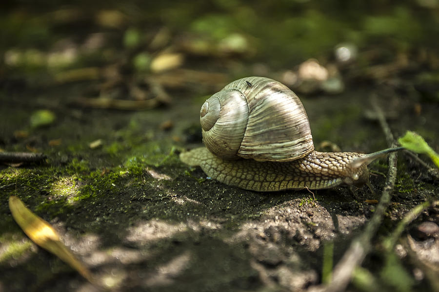 A Snails Pace Photograph by CJ Schmit
