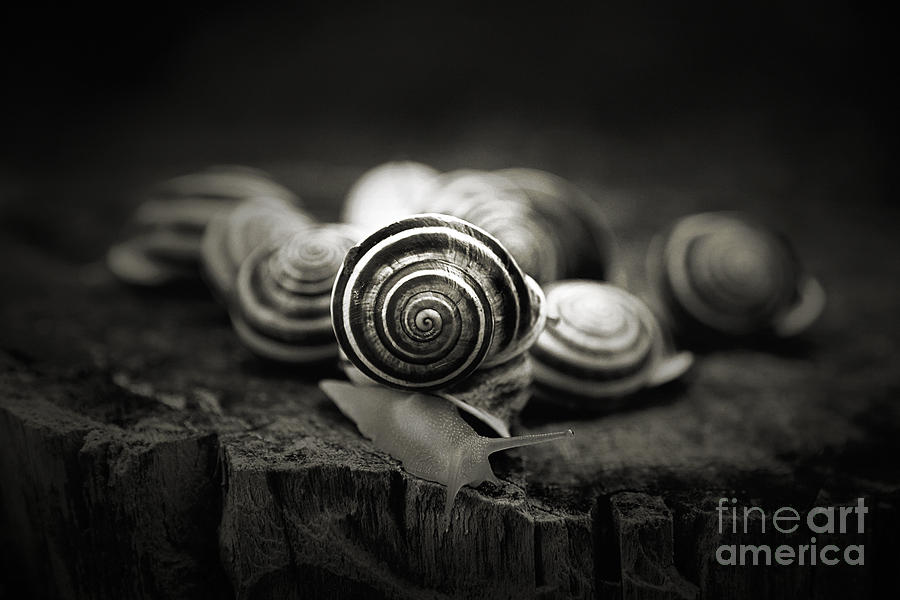 A Snails World Photograph by Trish Mistric