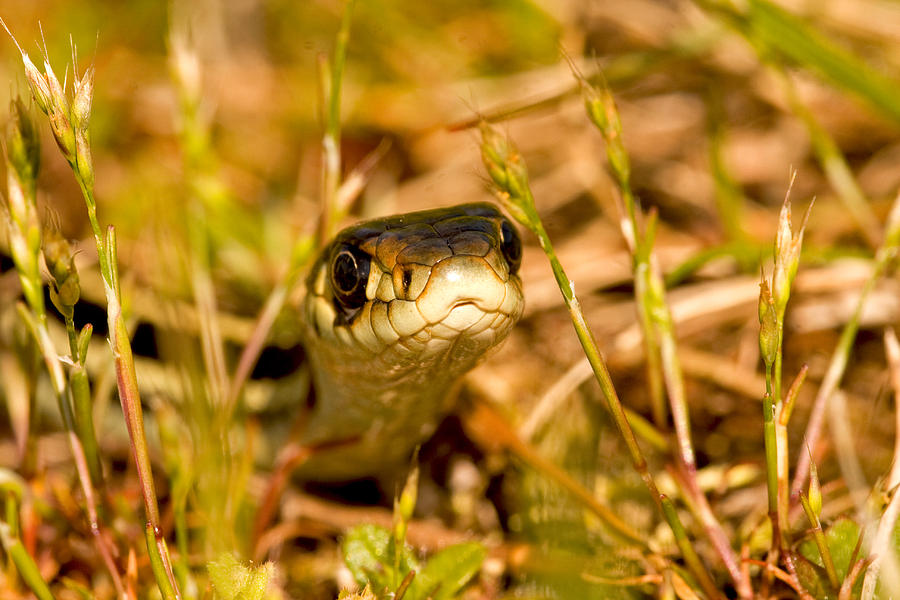 A Snake in the Grass Photograph by Peggy Collins