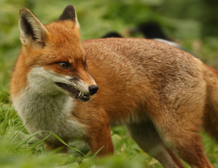 A snarling Fox. Photograph by Sandra Standbridge