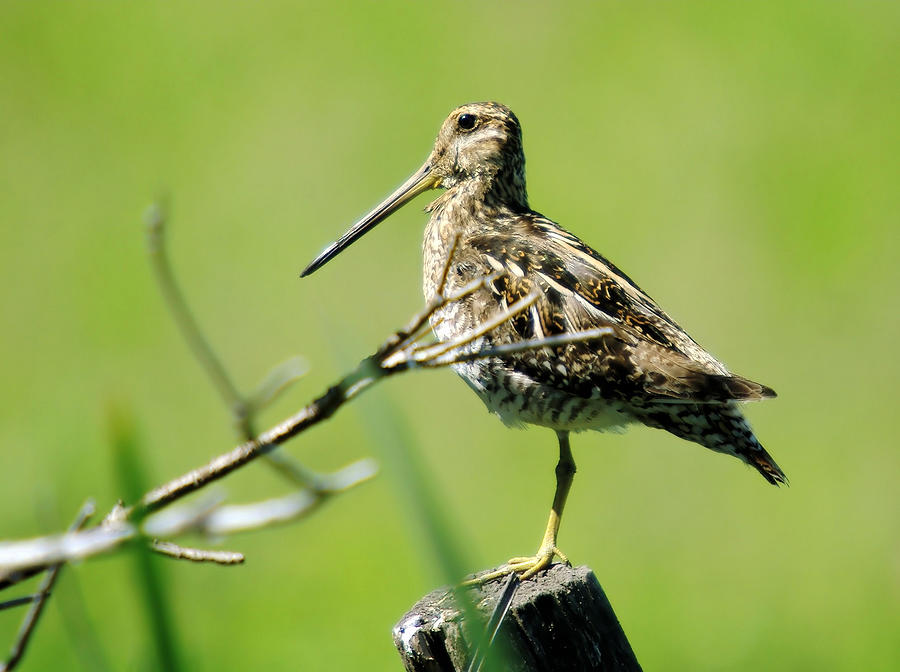 Feather Photograph - A Snipe  by Jeff Swan