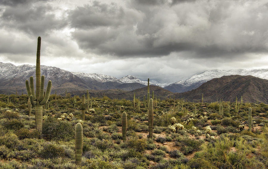 A Snow Day in the Sonoran Desert  Photograph by Saija Lehtonen