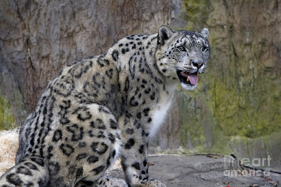 A Snow Leopards tongue Photograph by David Millenheft
