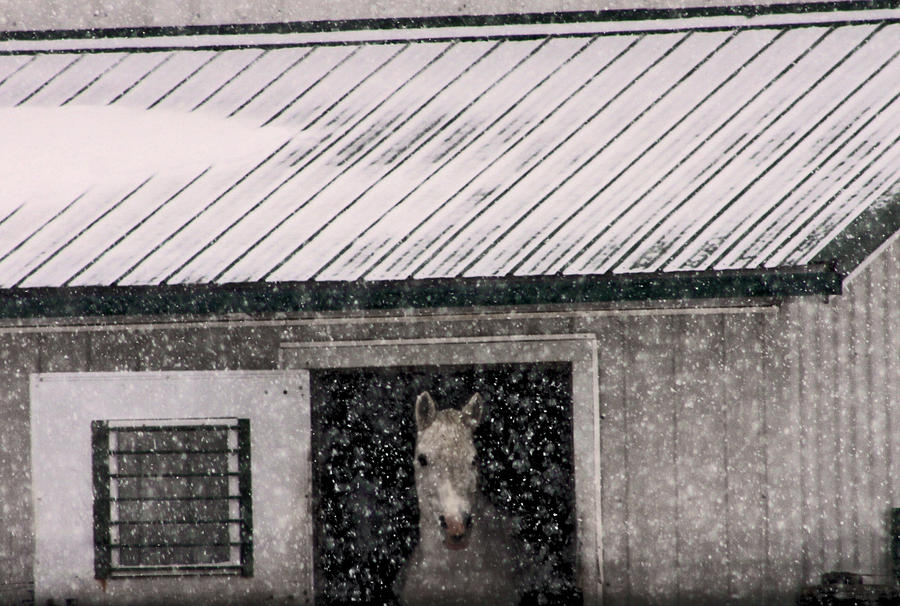 A Snowfall at the Stable Photograph by Bruce Patrick Smith