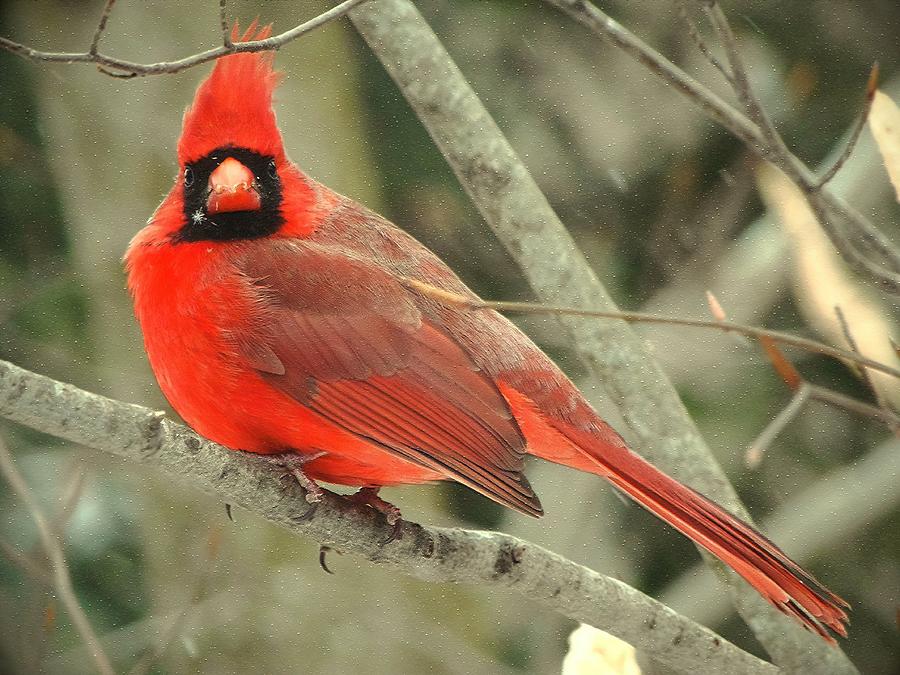 A Snowflake Cardinal Photograph by Bonita S Sylor - Fine Art America