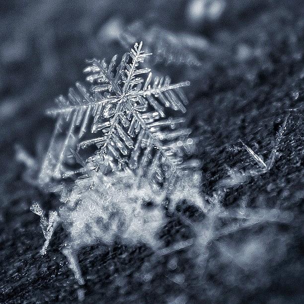 Nature Photograph - A Snowflake Falls...such A Delicate by Amber Flowers
