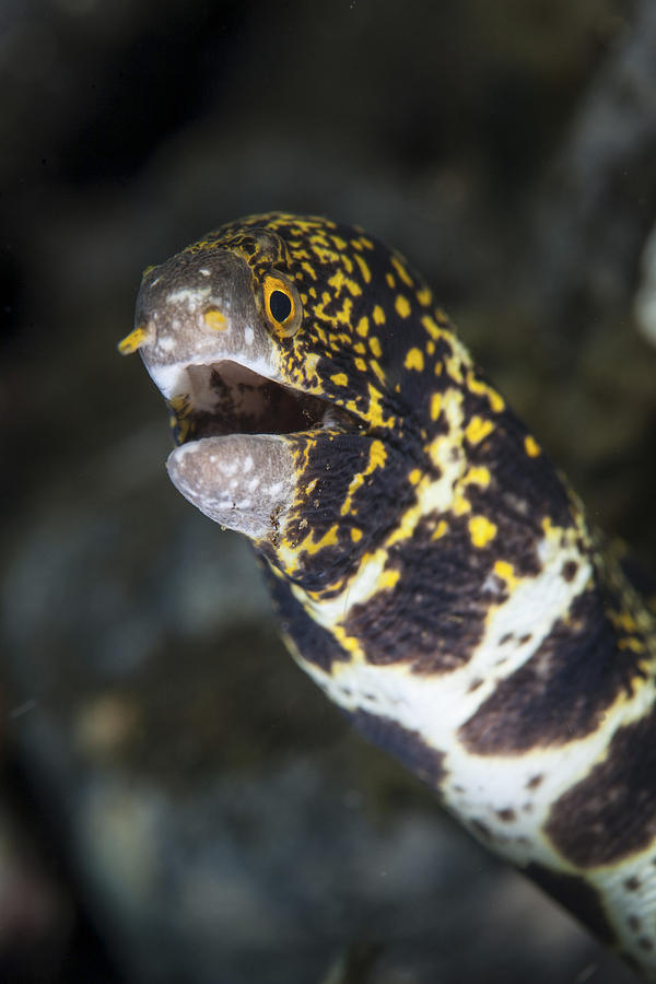 A Snowflake Moray Eel Pokes Its Head Photograph by Ethan Daniels | Fine ...