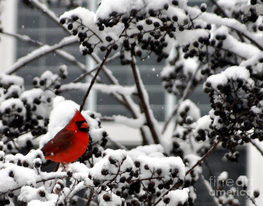 A Snowy Crape Myrtle and Cardinal Photograph by Lydia Holly