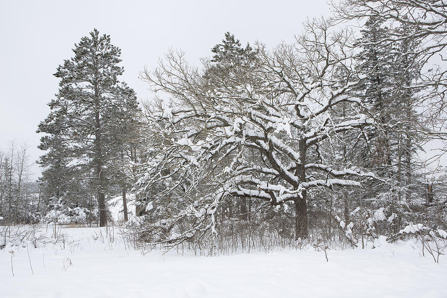 oak tree in snow