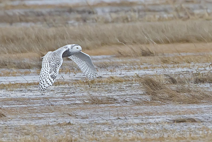 A Snowy Owl in Flight Photograph by John Vose