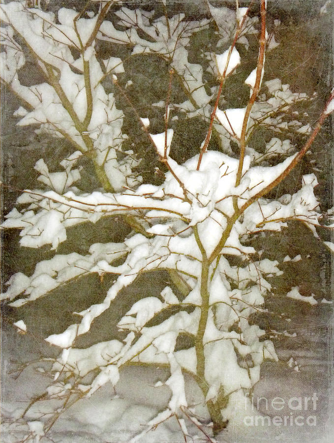 A Snowy Tree Photograph by Alys Caviness-Gober