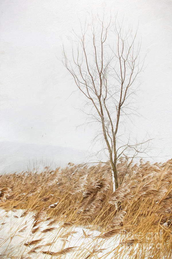 A snowy winter country scene/ digital painting Photograph by Sandra Cunningham