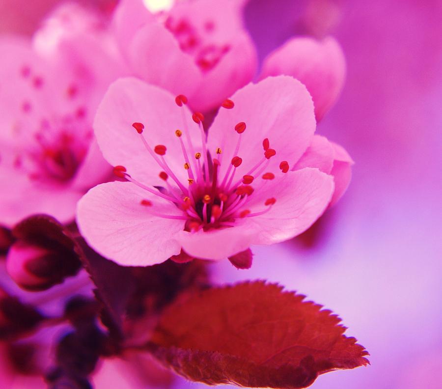 Flower Photograph - A Soft Blossom  by Jeff Swan