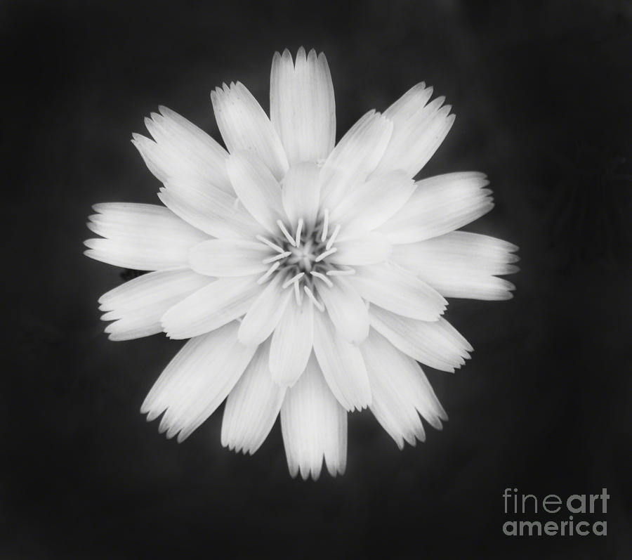 Nature Photograph - A Soft Flower by Donna Greene