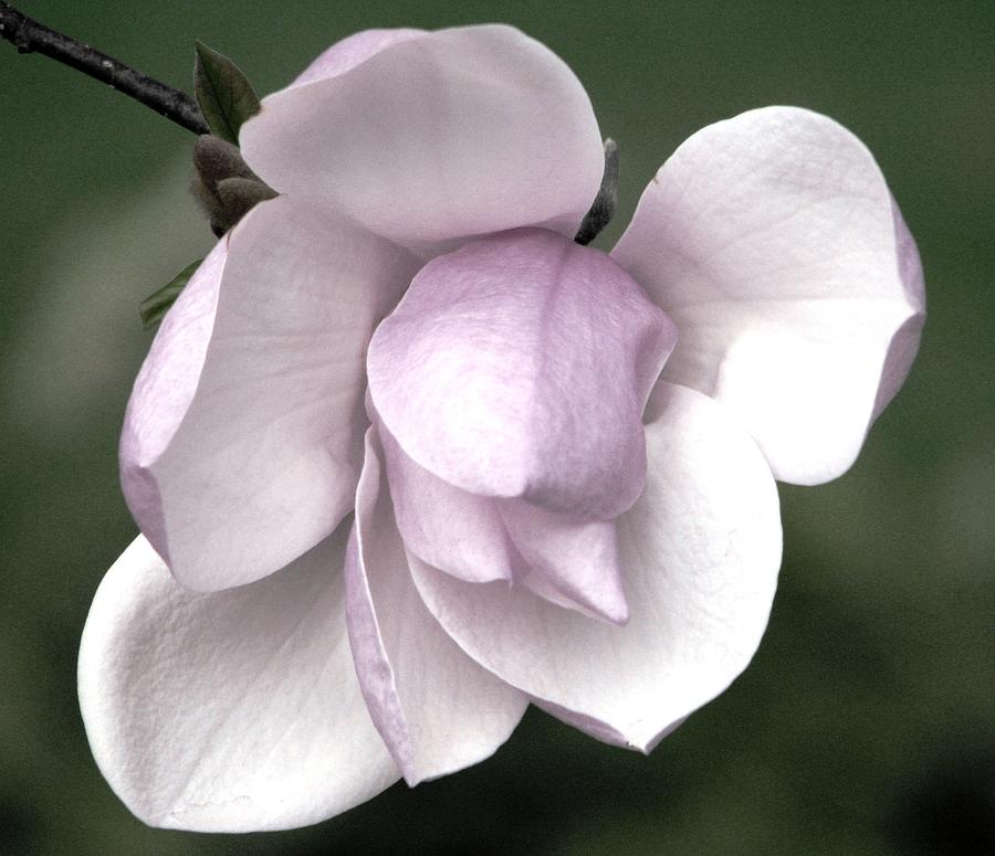 A Soft Whisper Of Magnolia Photograph by Angela Davies