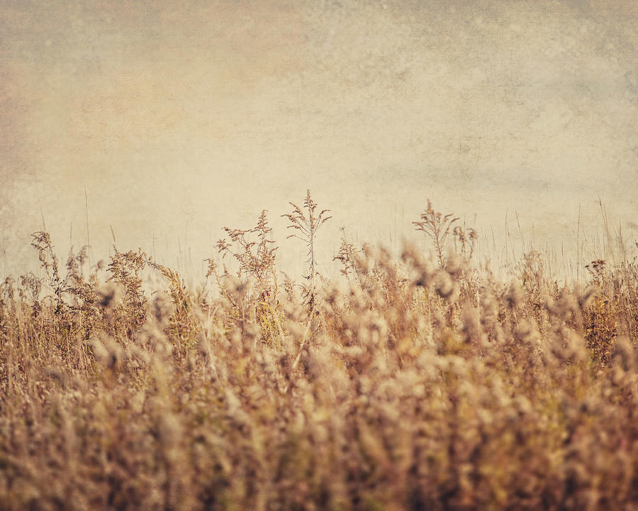 Vintage Photograph - A Soft Wind by Lisa R
