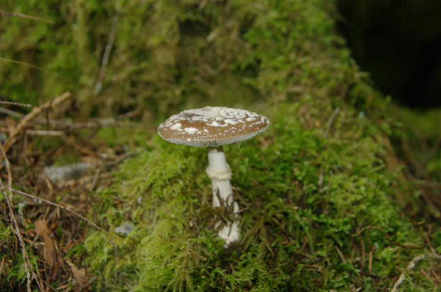 A Sole Mushroom Photograph