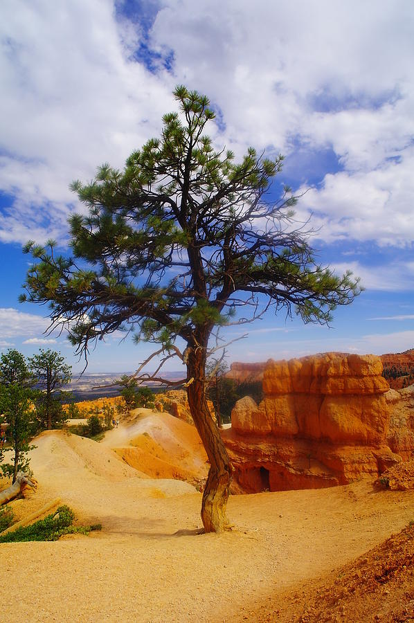 A sole tree in Bryce Canyon   Photograph by Jeff Swan
