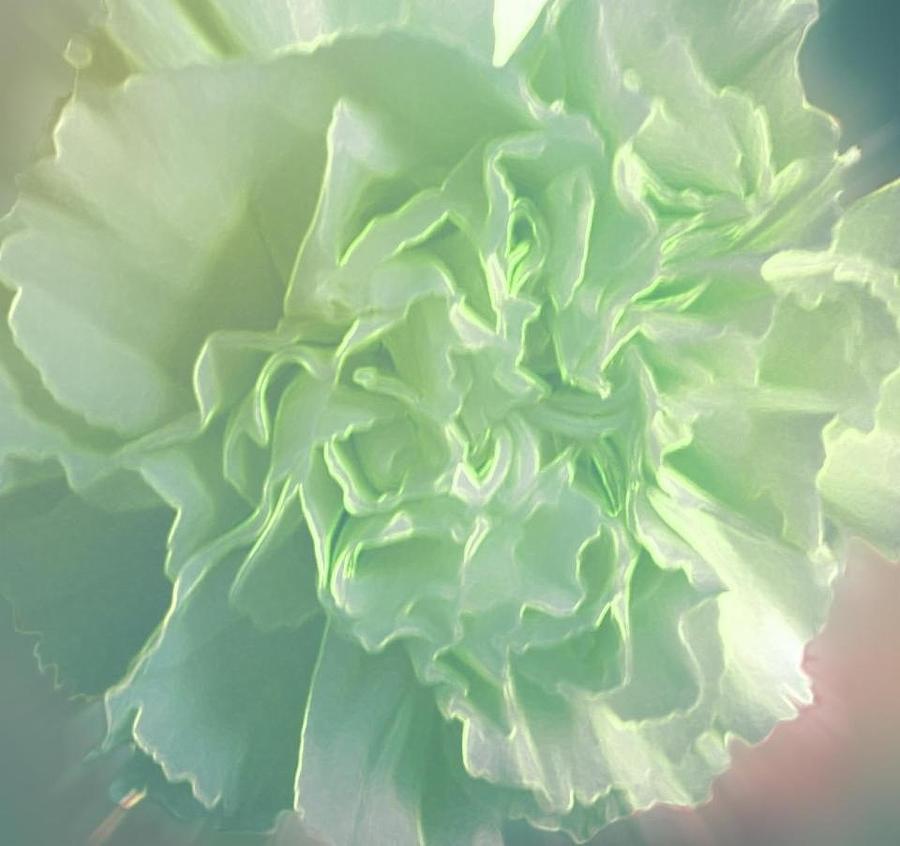 A Solitary Green Carnation Photograph by Joan-Violet Stretch