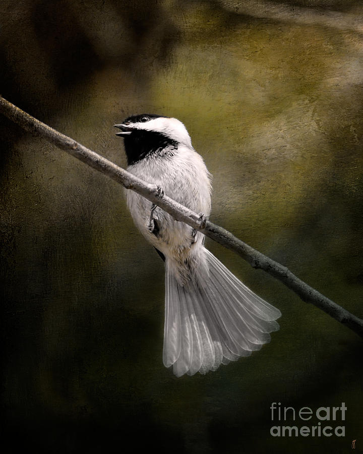 Bird Photograph - A Song In Your Heart by Jai Johnson