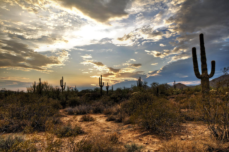 Sunset Photograph - A Sonoran Desert Sunset  by Saija Lehtonen