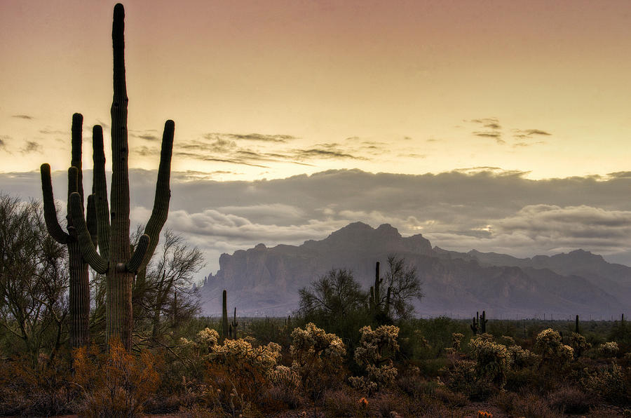 Nature Photograph - A Sonoran Morning  by Saija Lehtonen