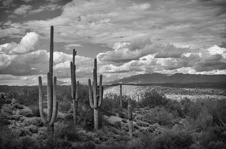 A Sonoran Winter Day in Black and White  Photograph by Saija Lehtonen
