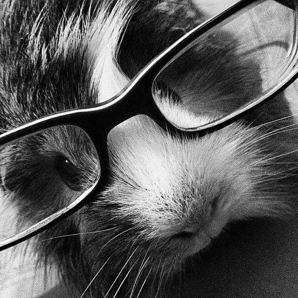 Guineapig Photograph - A #sophisticated #guineapig ! Hes Too by Abbie Hamblin