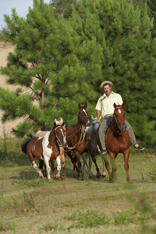 A South American Gaucho With His Horses Photograph by Tom Hopkins ...