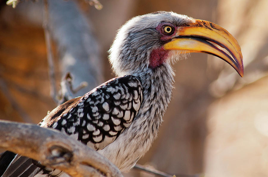 A Southern Yellow-billed Hornbill, Or Photograph by Tino Soriano