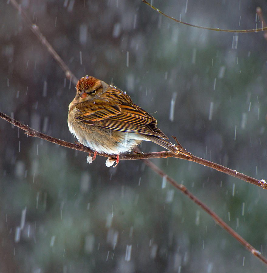 A Sparrow In Snow  Photograph by John Harding