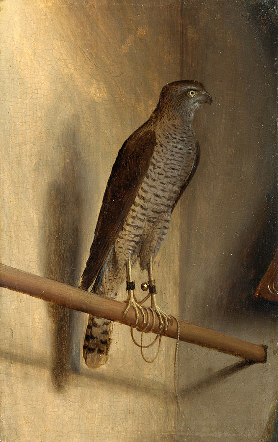 A Sparrowhawk Painting by Jacopo de Barbari