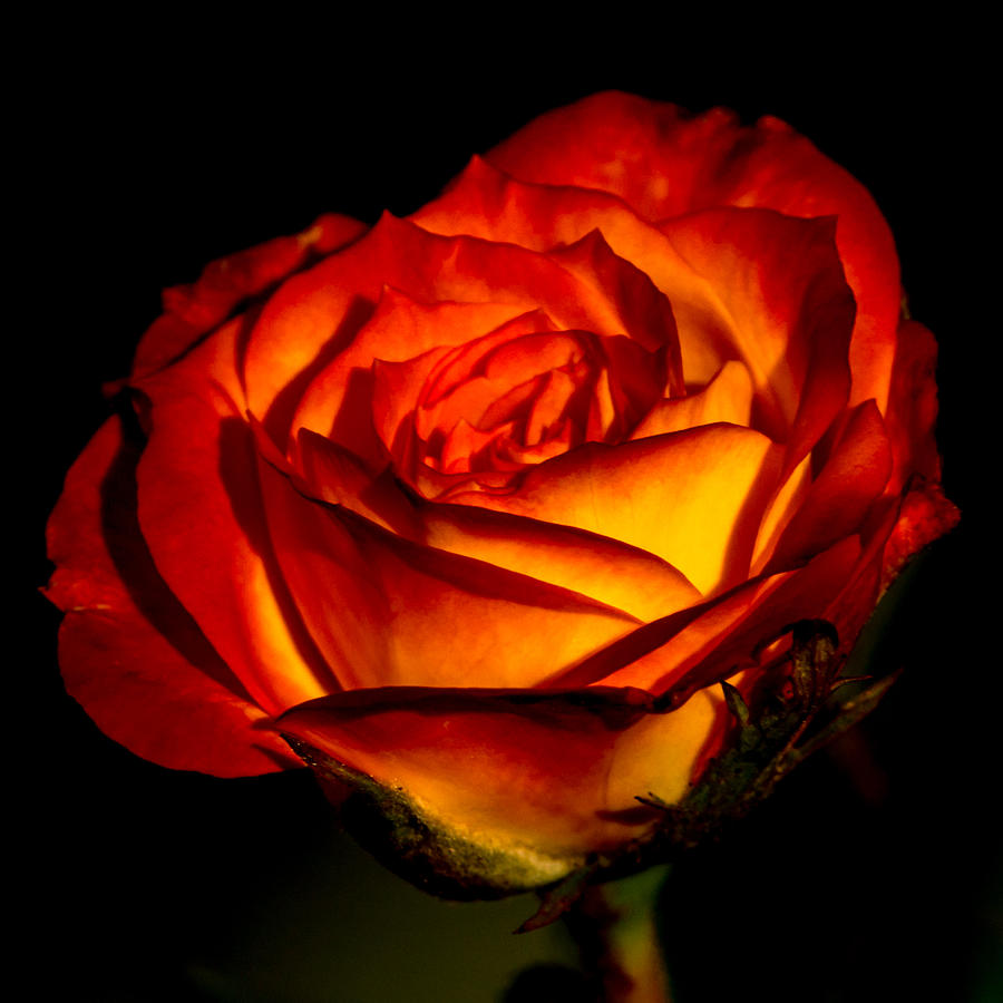 A Special Rose Photograph by Ernest Echols