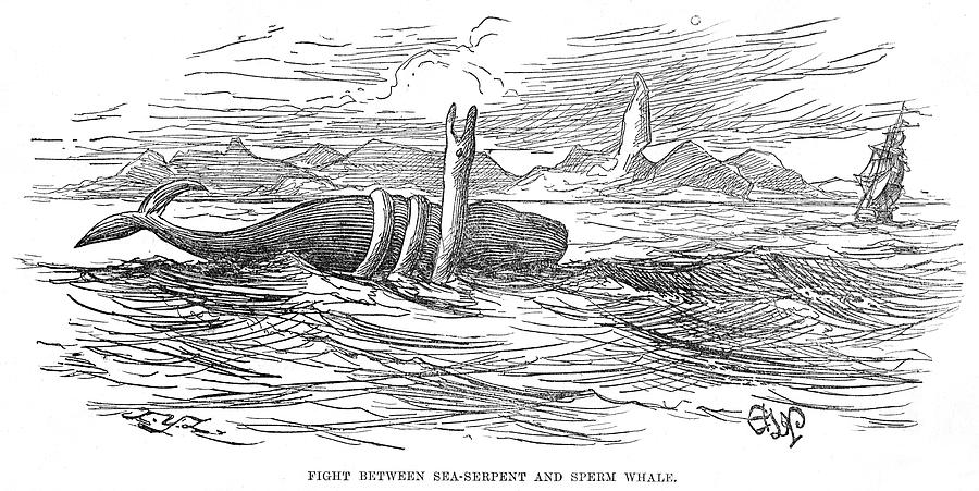 sperm whale attack