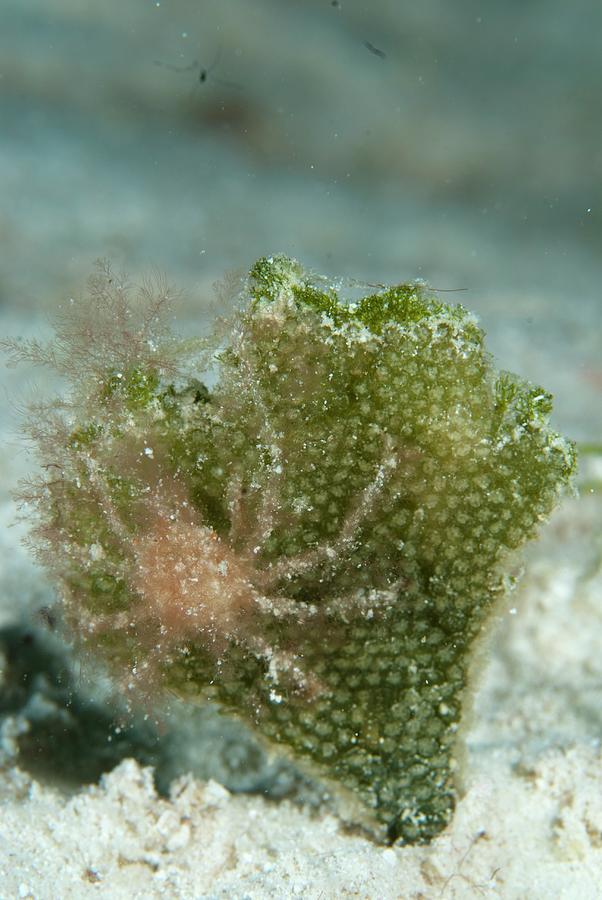 A Spider Crab On Algae Photograph by Scubazoo