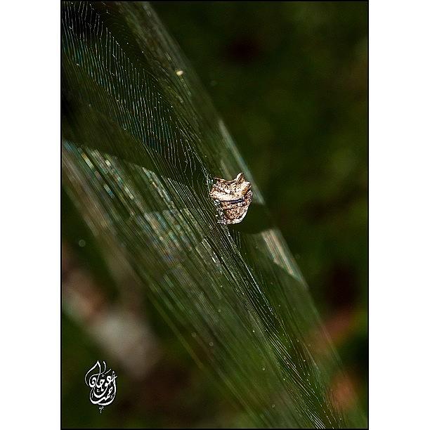 Butterfly Photograph - A Spider Web That Was Right In Front Of by Ahmed Oujan