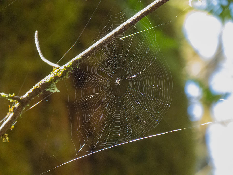 A Spider's Home Photograph by Sanda Kateley | Fine Art America