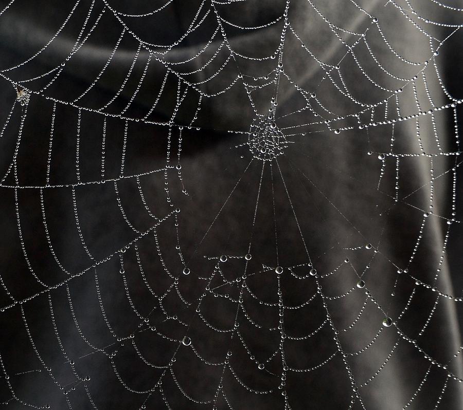 A Spiders Web Photograph by Michael Sokalski - Fine Art America